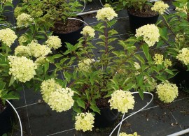 hydrangea pan.perle de festival ® ‘renvagor’-gortenziya metelchataya zhemchuzhina festivalya